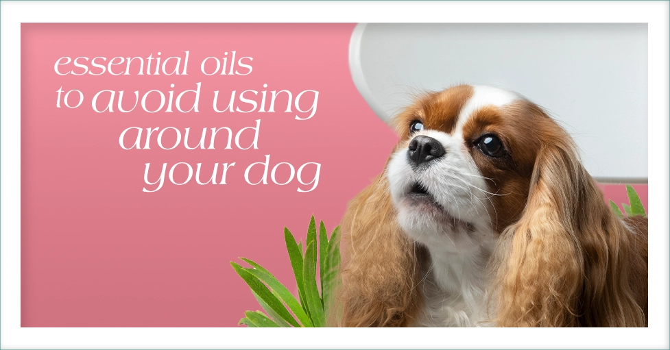 Essential Oils to Avoid Using Around Your Dog