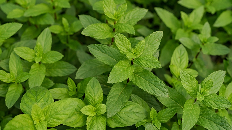 photo of a bunch of peppermint plants