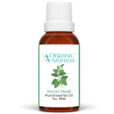 Sweet Basil Pure Essential Oil 30ml