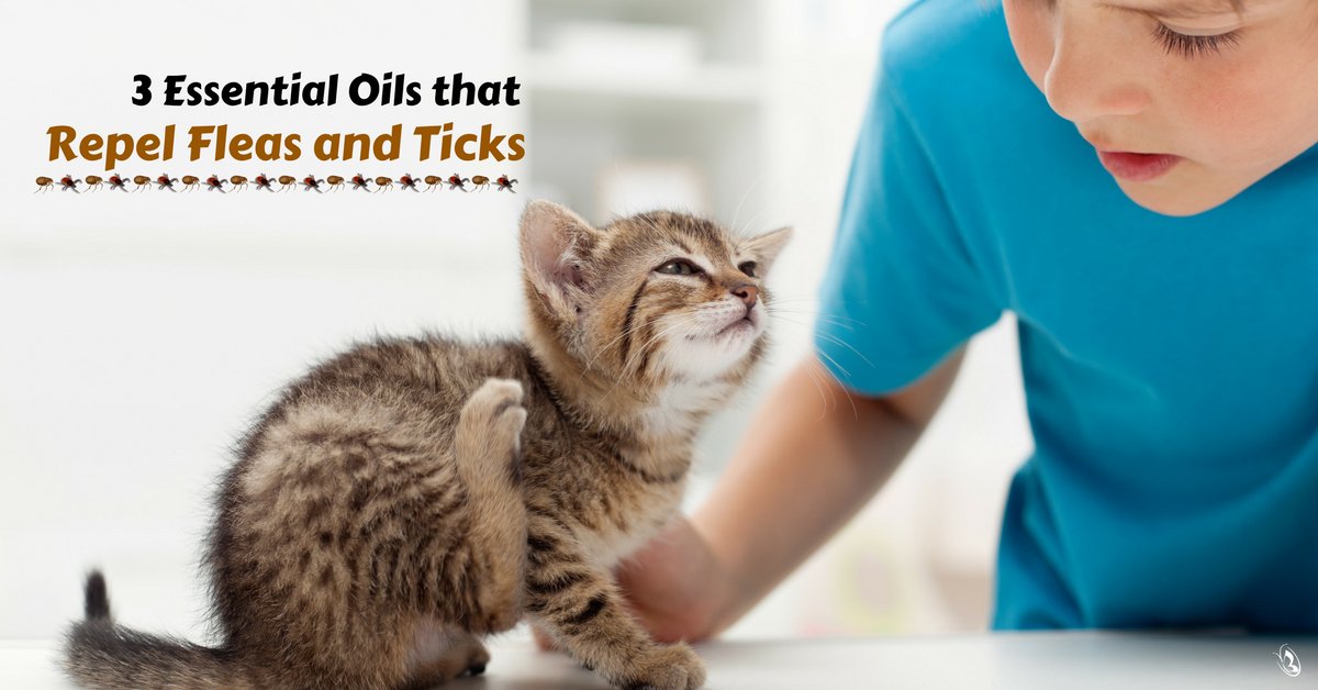 Essential oils to shop repel fleas on humans