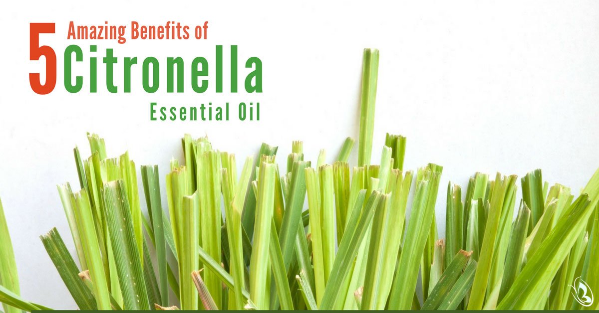 5 Amazing Benefits of Citronella Essential Oil