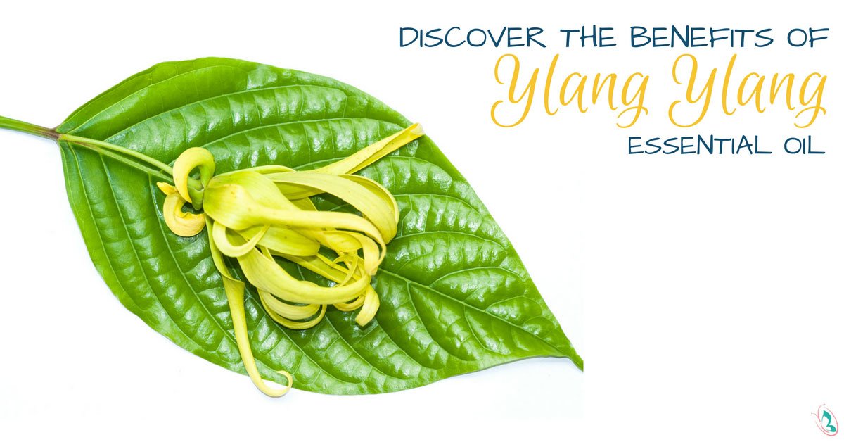 Discover the Benefits of Ylang-Ylang Essential Oil