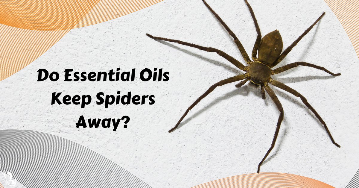 Do Essential Oils Keep Spiders Away?