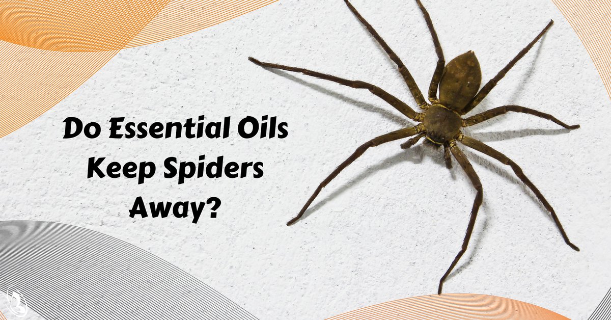 How to Get Rid of Spiders and Keep Them Away for Good