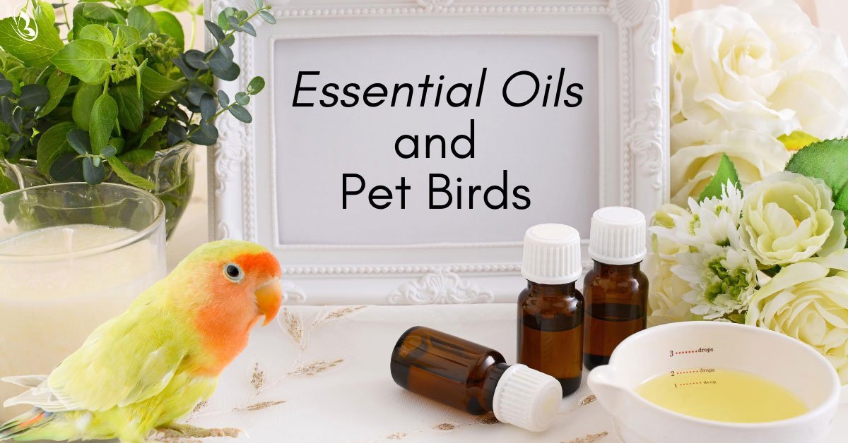 Essential Oils and Pet Birds