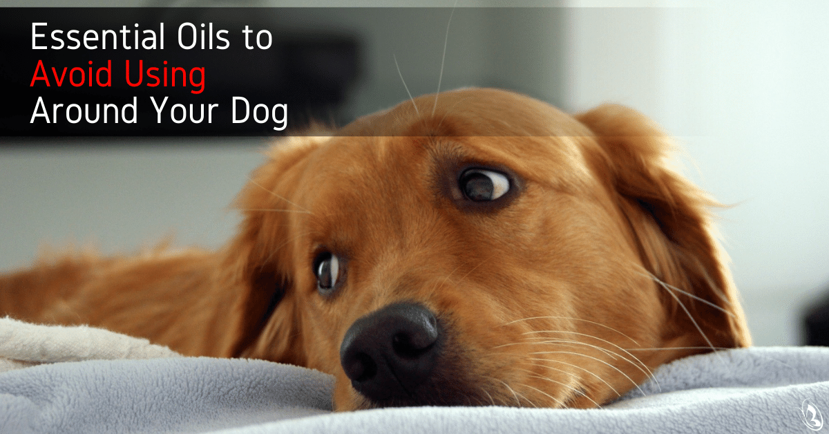 are essential oils bad for dogs to breathe