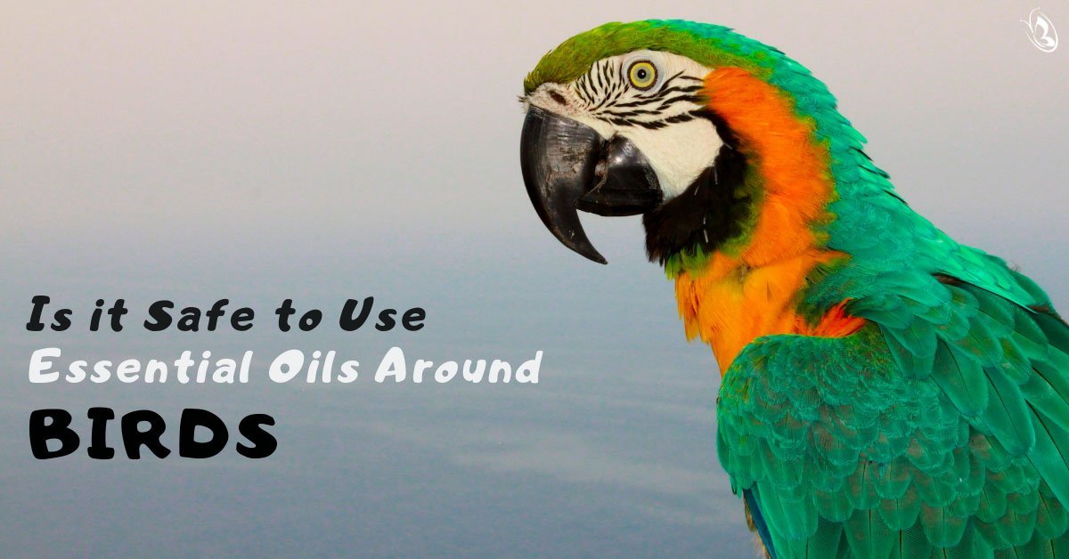 Is it Safe to Use Essential Oils Around Birds