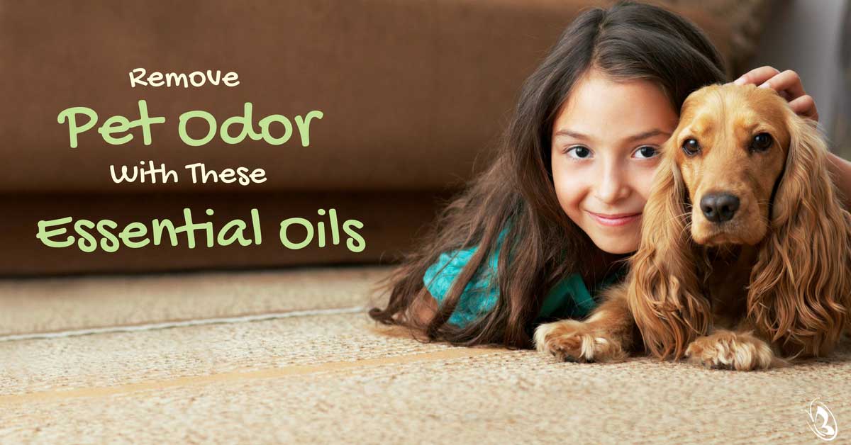 Essential oil 2025 for stinky dog