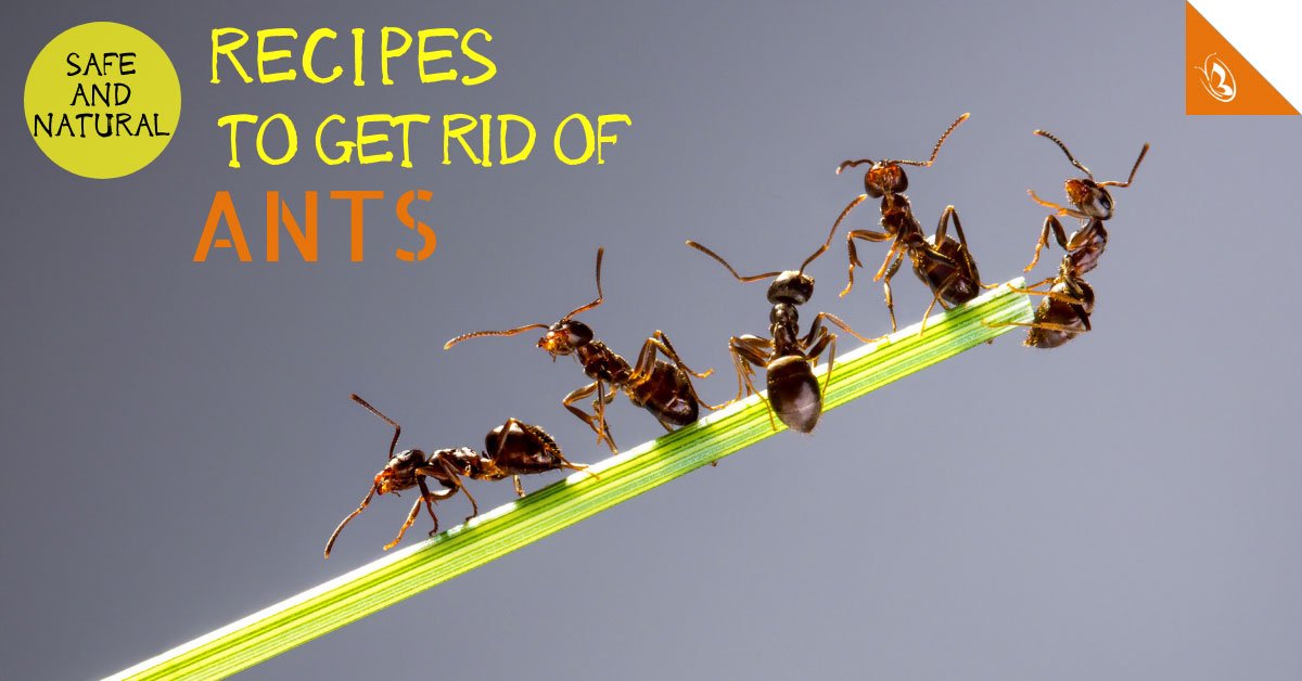 Safe and Natural Recipes to Get Rid of Ants