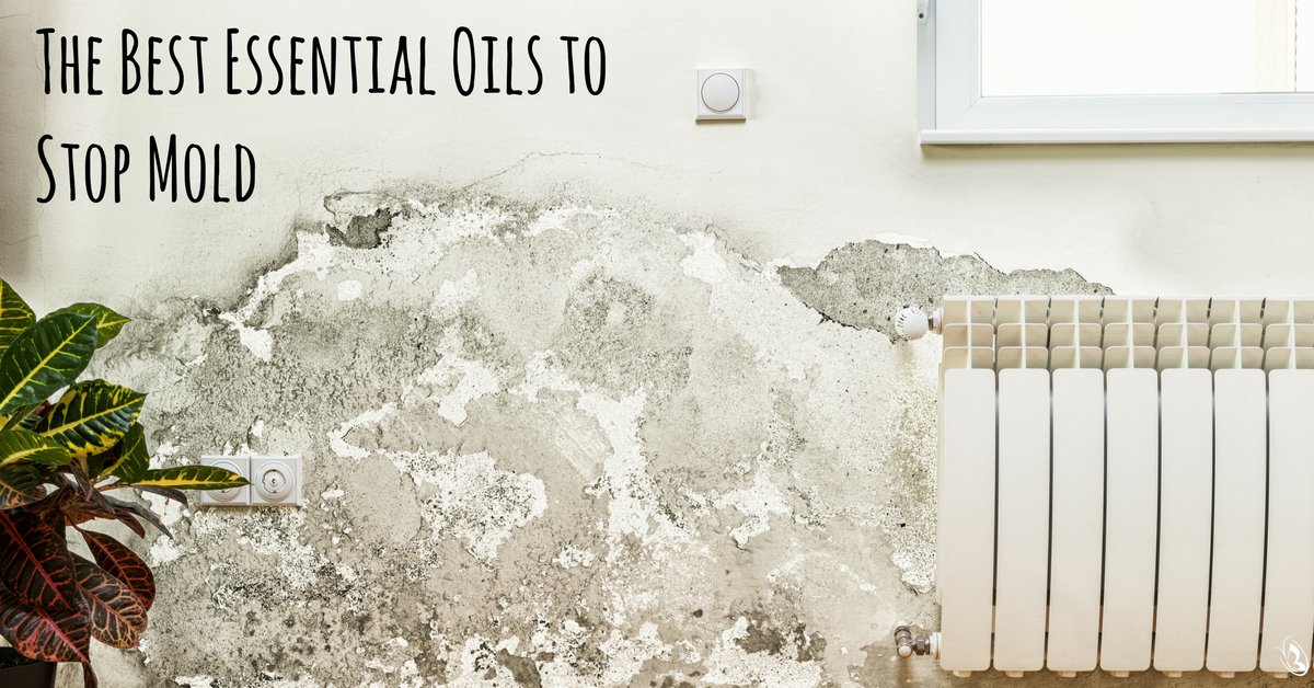 The Best Essential Oils to Stop Mold