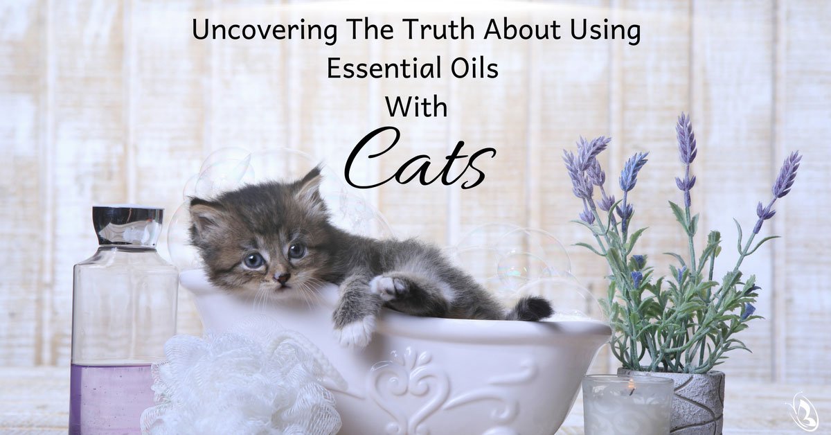 Uncovering The Truth About Using Essential Oils With Cats - Organic Aromas®