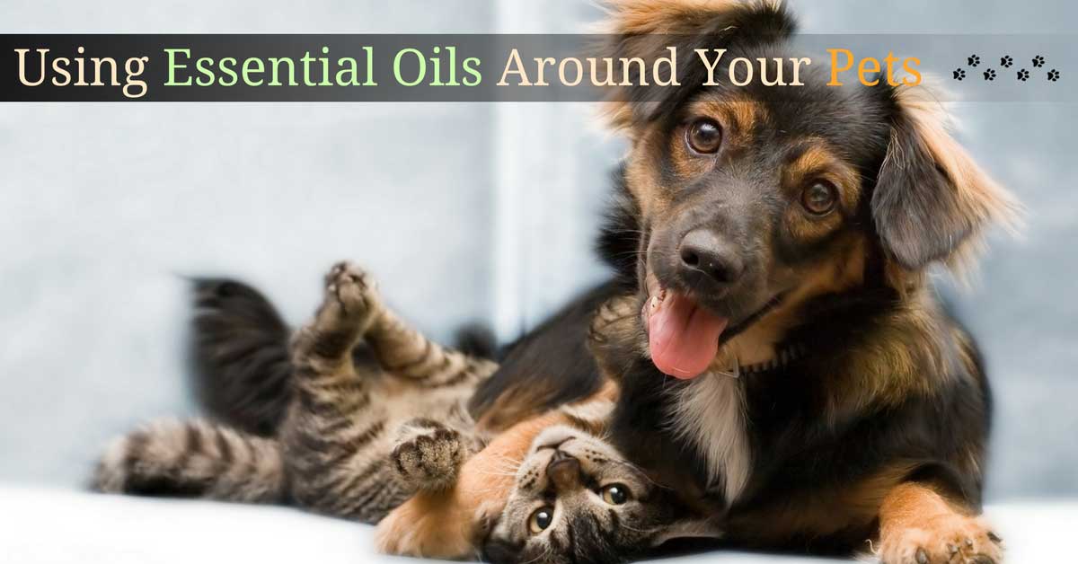 is peppermint oil safe to diffuse around dogs