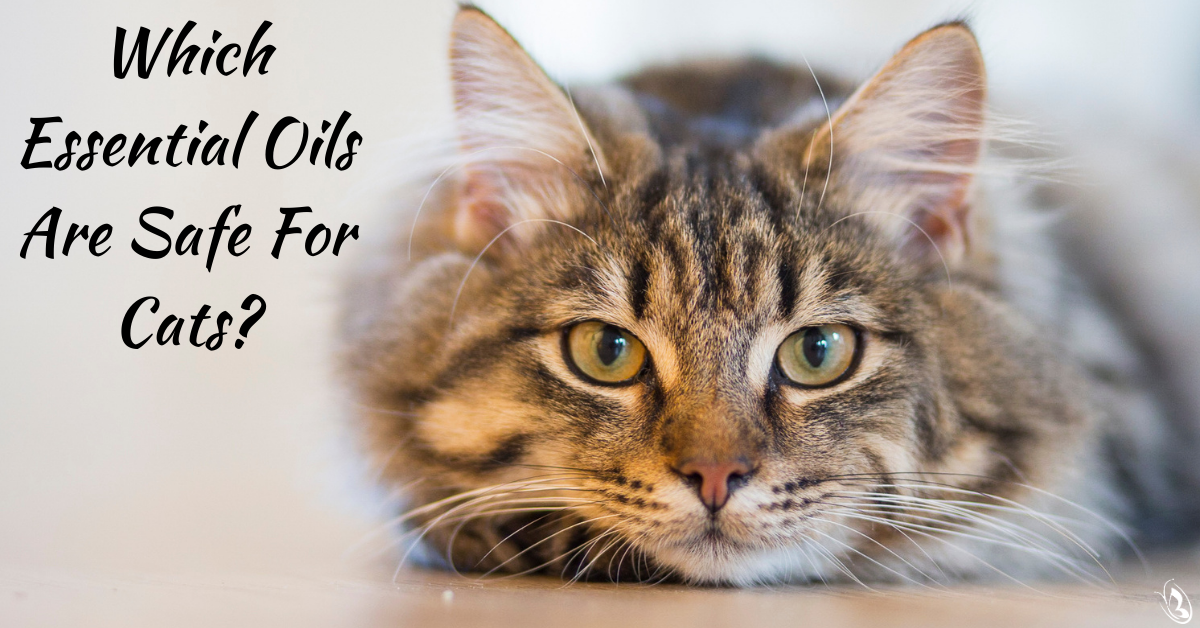 are essential oil diffusers safe for dogs and cats