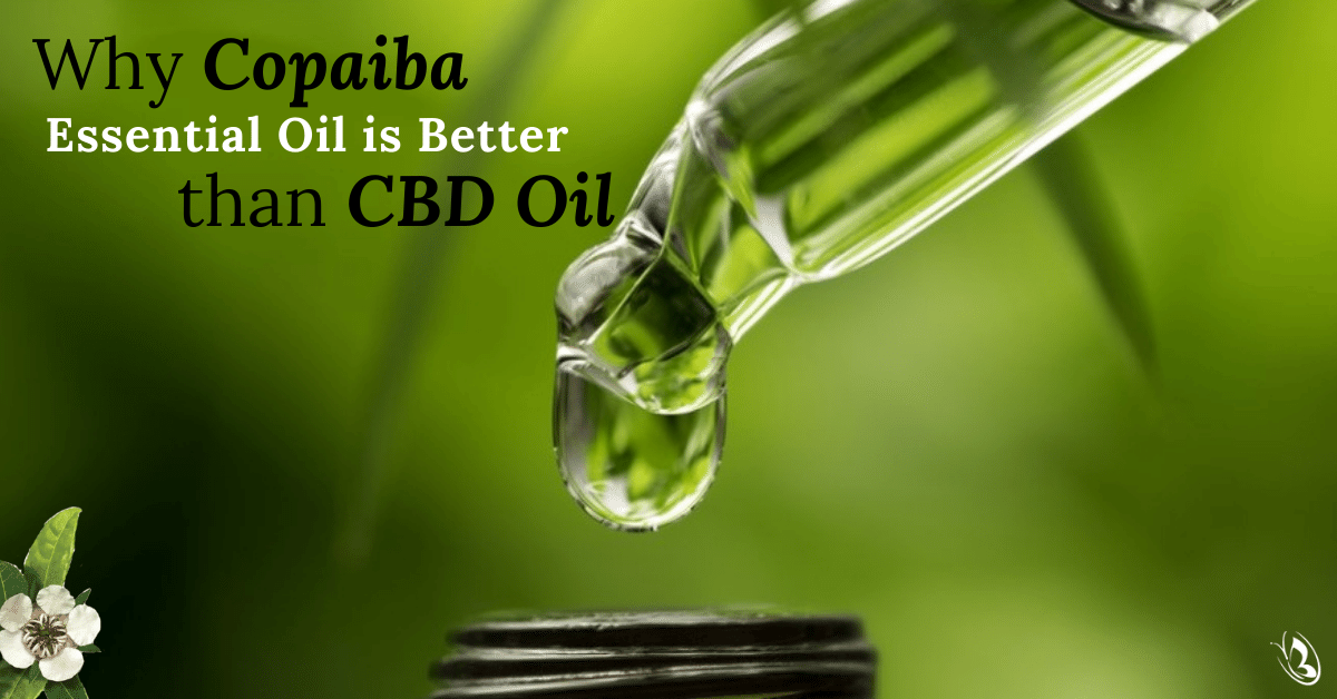 Why Copaiba Essential Oil is Better that CBD Oil