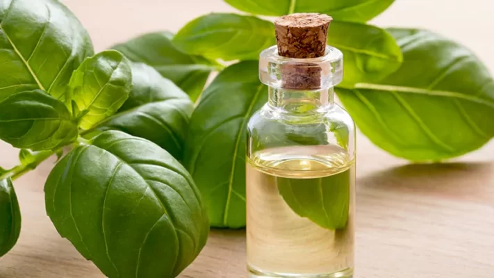 Photo of a Basil Essential Oils