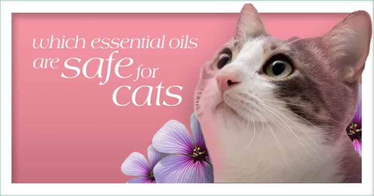 Which Essential Oils Are Safe for Cats