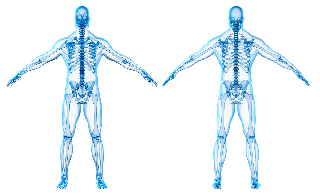 Anatomy, Physiology & Pathology: Module 2