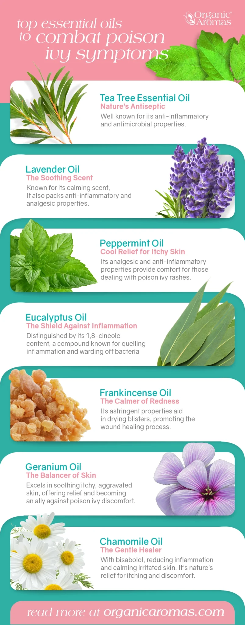 Top Essential Oils to Combat Poison Ivy Symptoms Tea Tree Oil, Lavender, Peppermint, Eucalyptus, Frankincense, Geranium. Chamomile Oil. Infographic by Organic Arromas