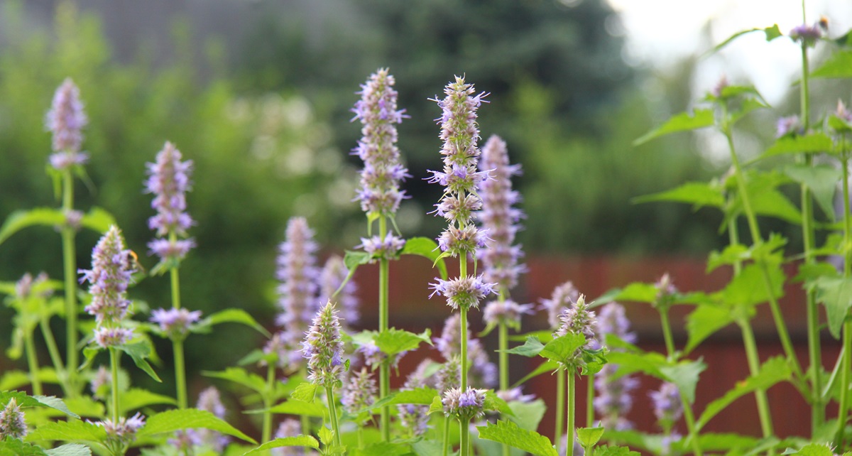 patchouli plant in flower