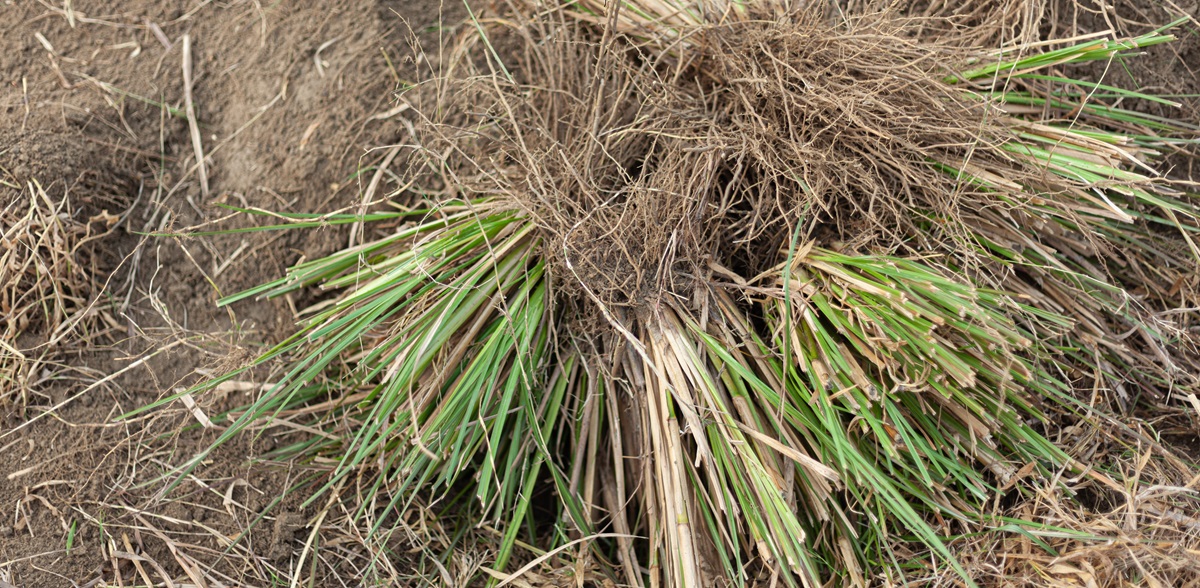 photo of vetivert grass