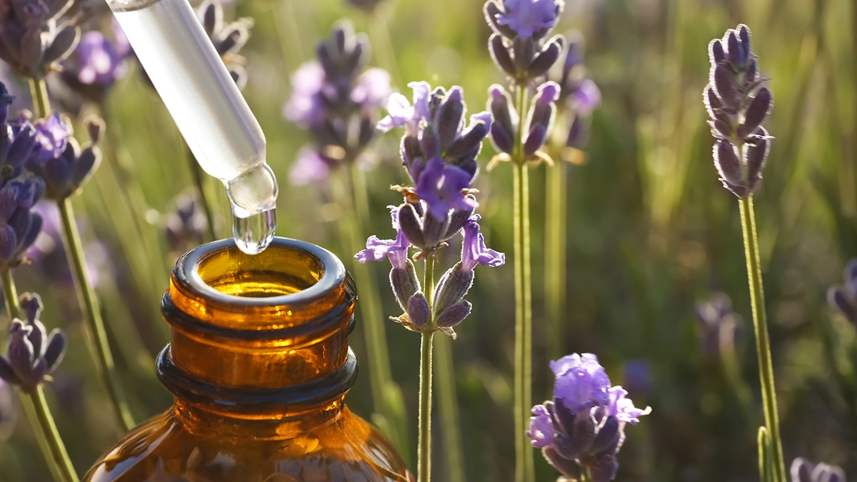 Lavender flowers and essential oil bottle The Soothing Scent for Stress-Induced Tension 