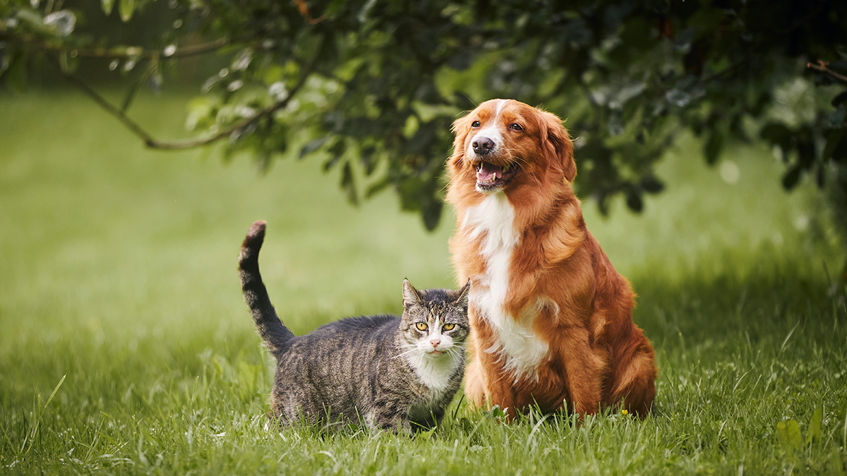 A dog and cat sitting on grass, highlighting the risk of essential oil toxicity in pets