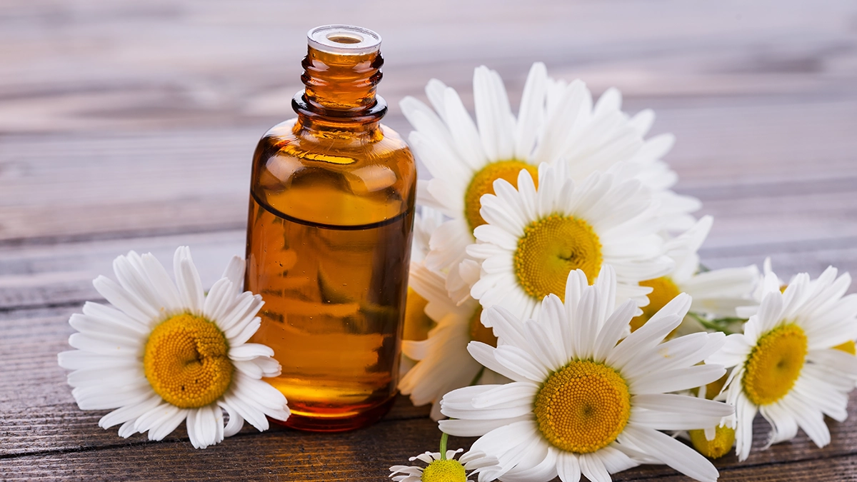 Chamomile flowers and a bottle of chamomile oil