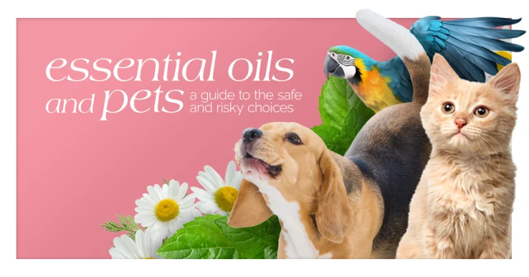 Essential Oils and Pet A Guide to the Safe and Risky Choices