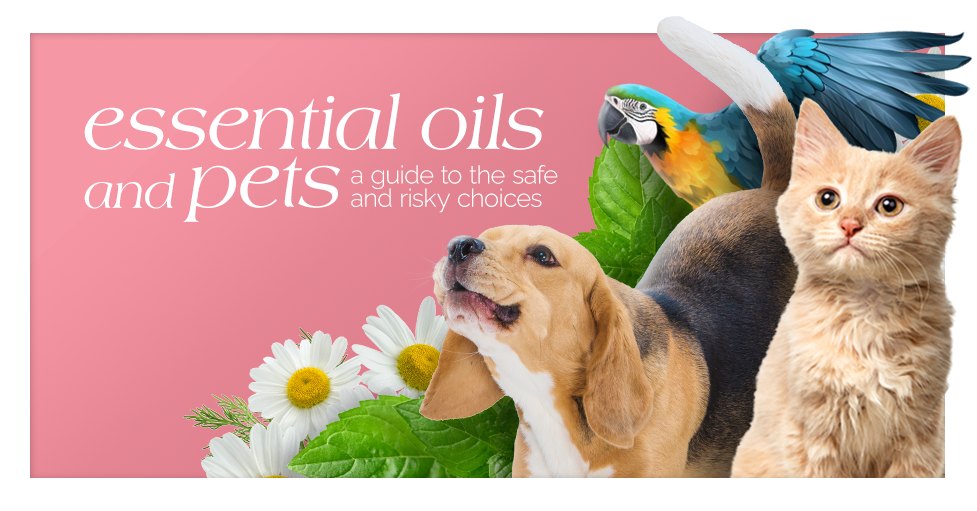Essential Oils and Pet A Guide to the Safe and Risky Choices