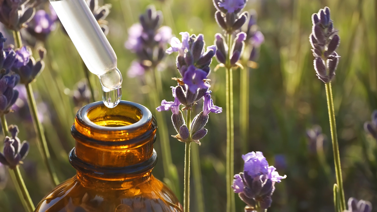 A dropper bottle collects lavender essential oil from a field of blooming lavender plants Spiritual Shield