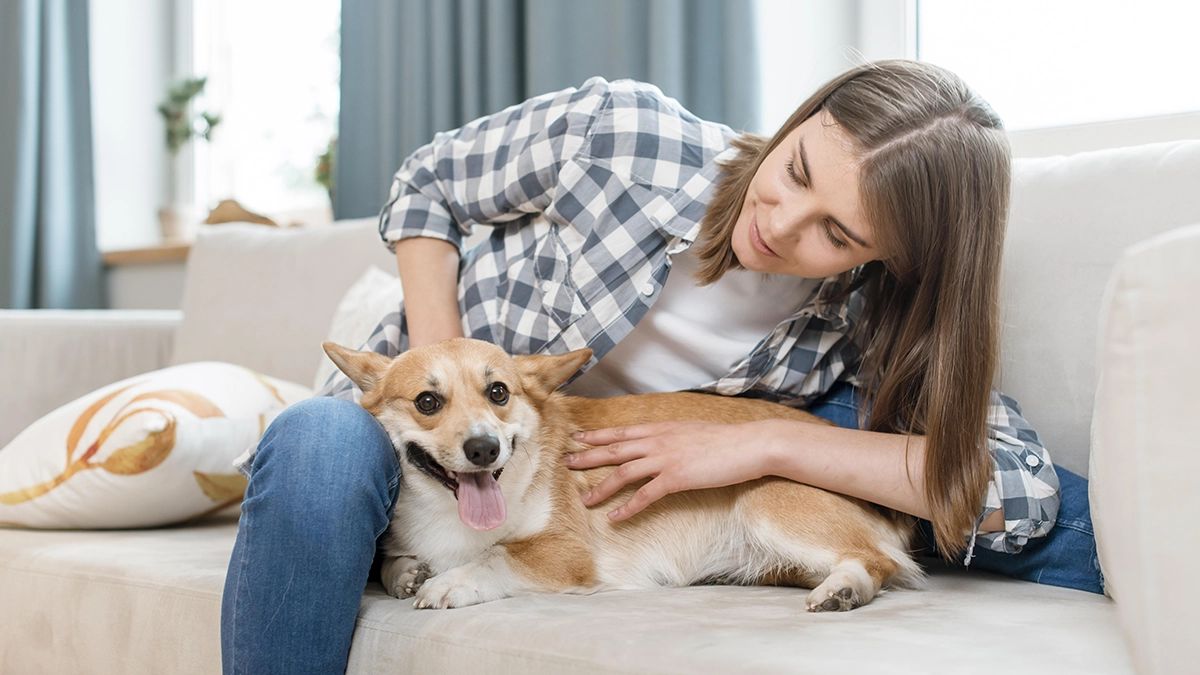 Person petting a Corgi on a couch, relevant to reducing pet dander