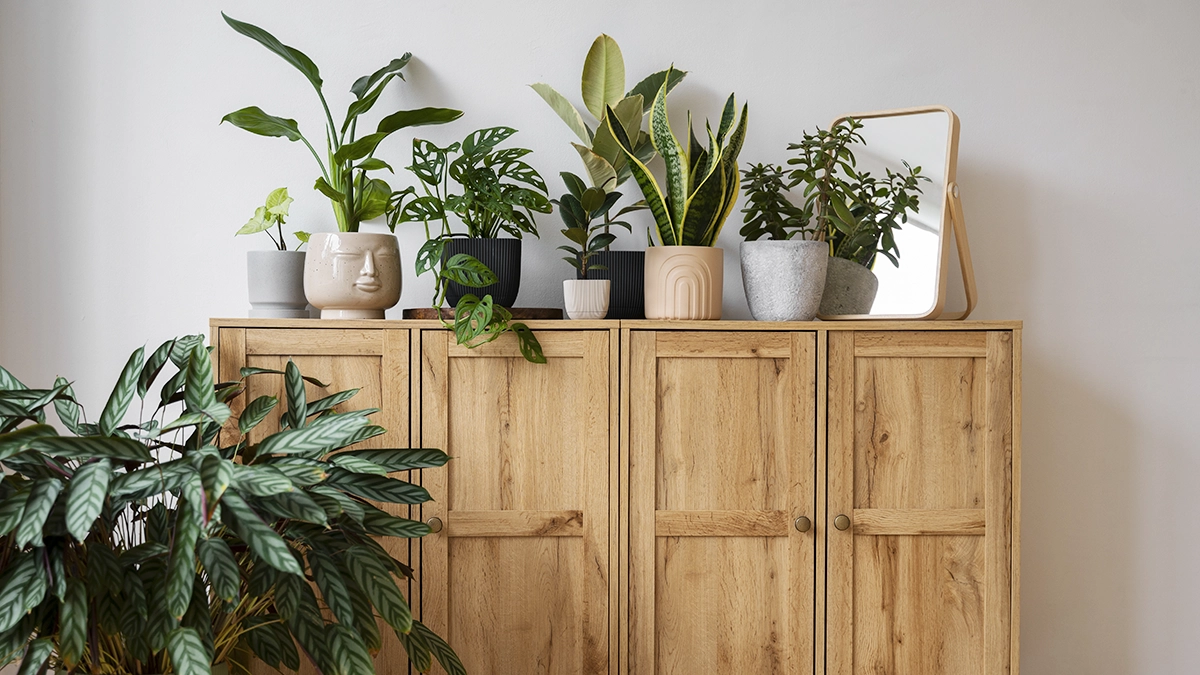 Wooden cabinet topped with houseplants like snake plants and calathea, which help clean indoor air