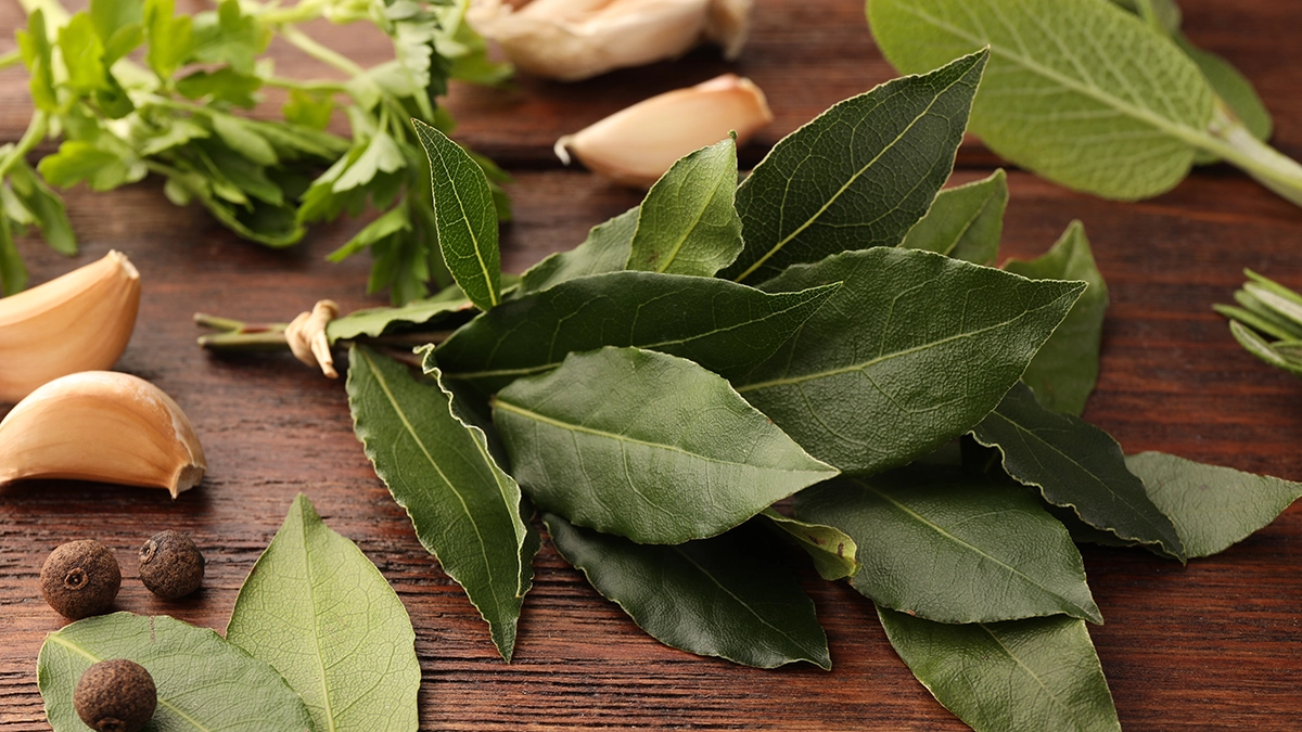 Fresh bay leaves and herbs, known for their culinary use and as natural cockroach repellents