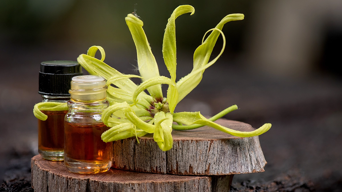 Essential oil bottles with ylang-ylang flowers, representing oils for coping with grief