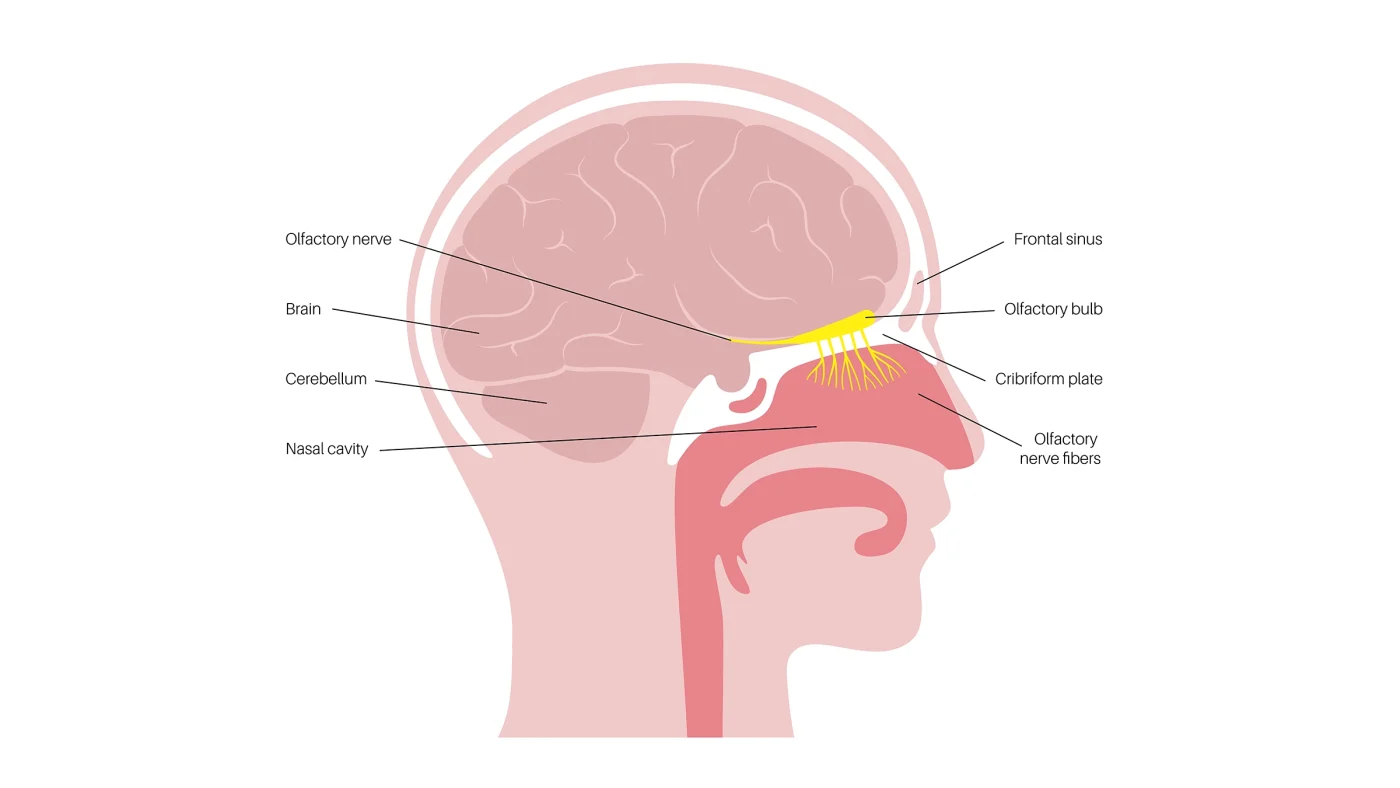 A labeled diagram of the olfactory system, showing its connection to the brain and cognitive function