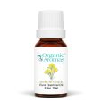 Helichrysum Essential Oil