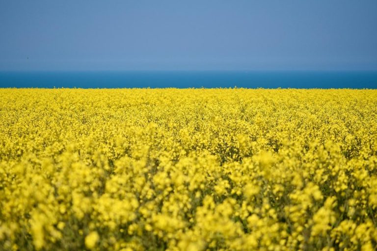 Essential Oils Outperform Synthetic Fragrance Oils in Purity and Safety