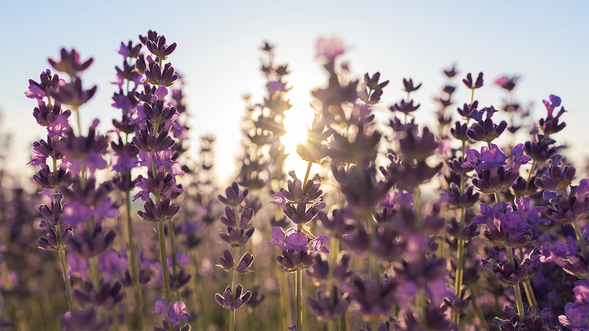 Lavender flowers in sunlight, representing natural sources of lavender oil that may interact with medications and hormones