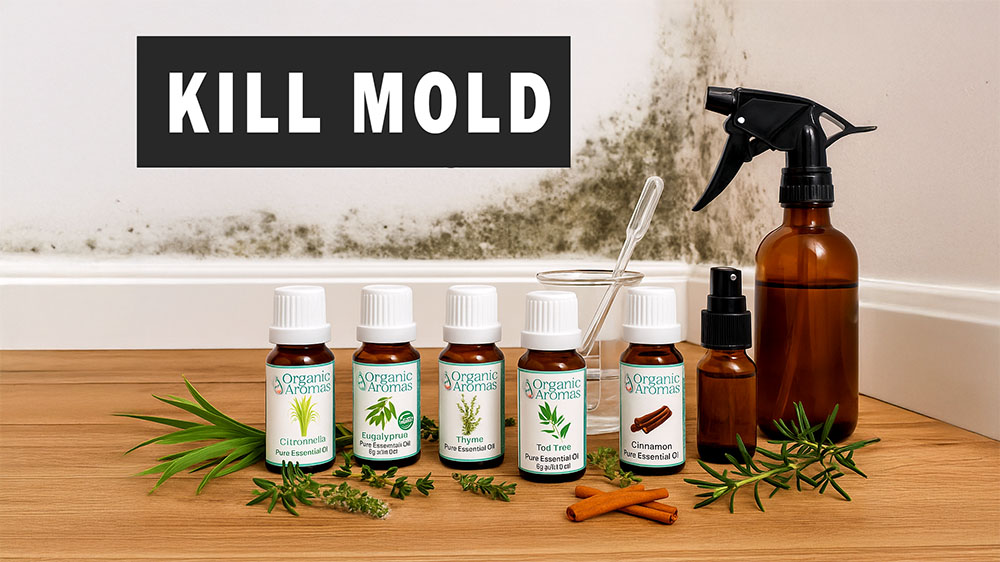 kill mold