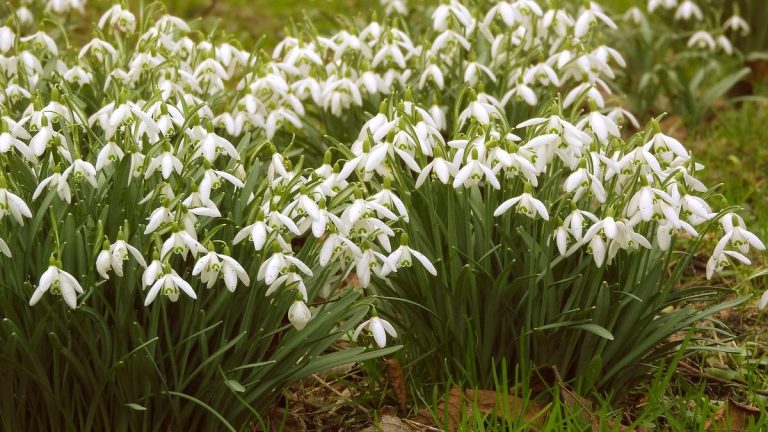 Edens Garden Launches 10 Pure Floral Blends to Bring Authentic Flower Scents Home