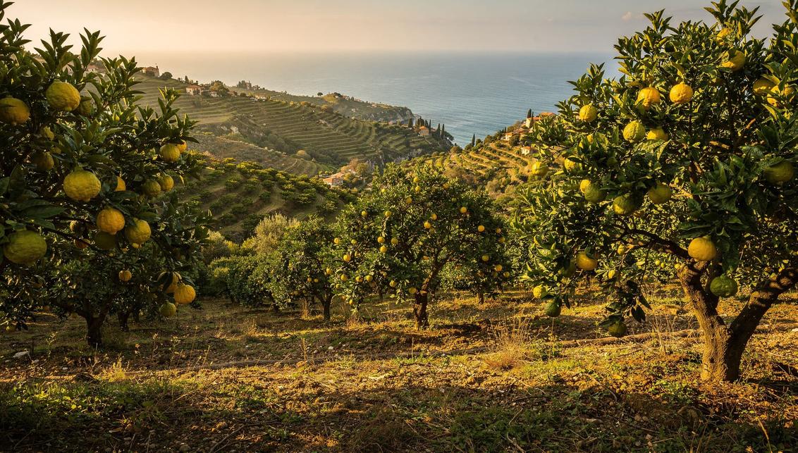 Bergamot citrus grove in the hills of Calabria, Italy at golden hour