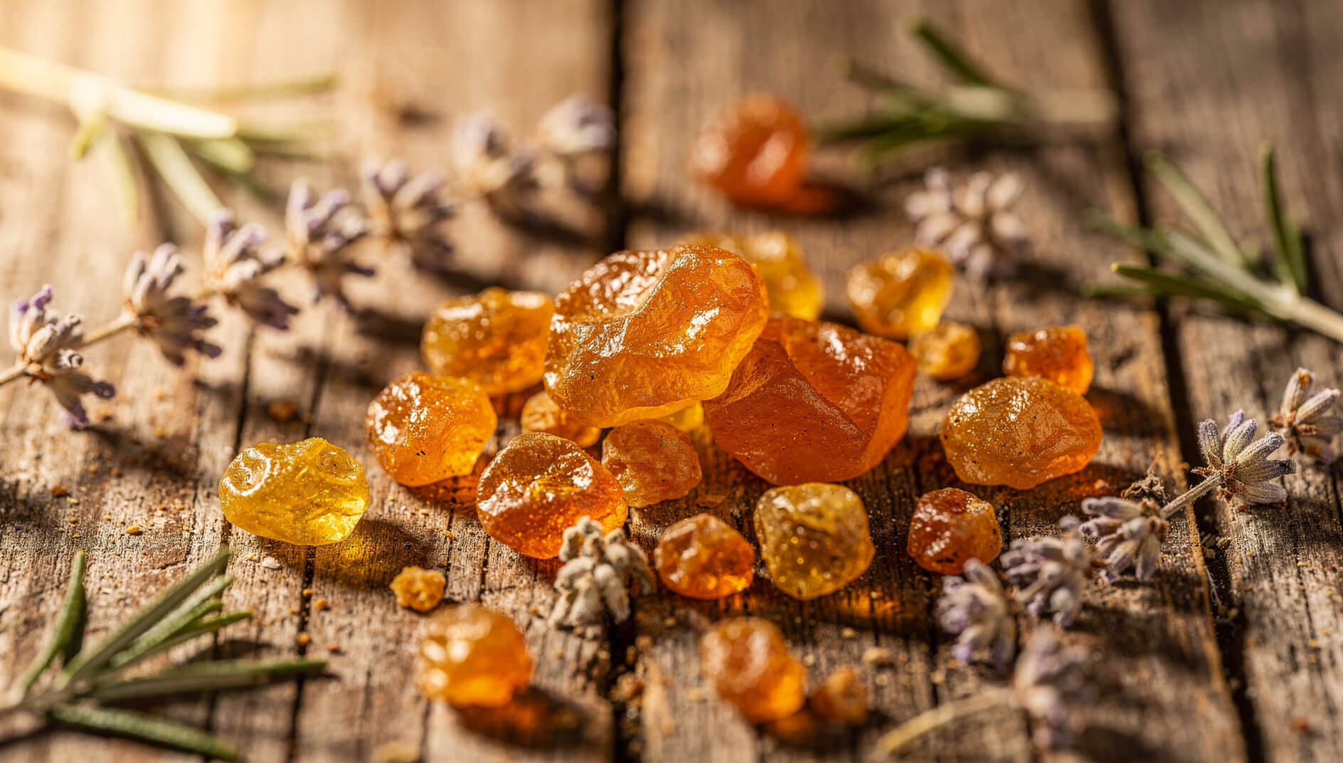 Golden frankincense resin tears from Boswellia sacra tree with dried botanicals