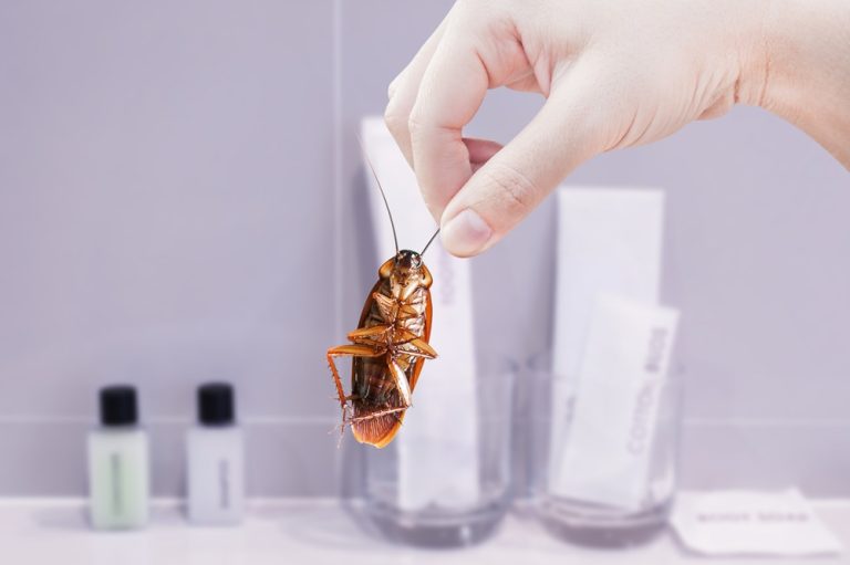 picking up cockroachs