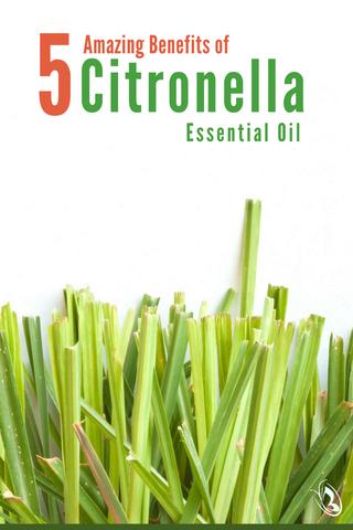 5 Amazing Benefits of Citronella Essential Oil