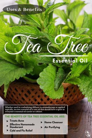 5 Important Benefits of Tea Tree Essential Oil 