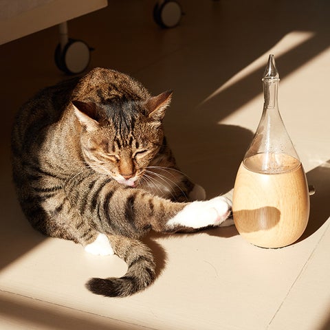 cat and nebulizing diffuser