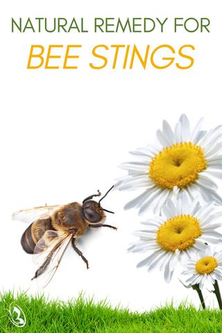 Natural Remedy for Bee Stings