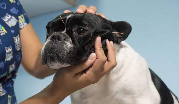 doggy acupuncture