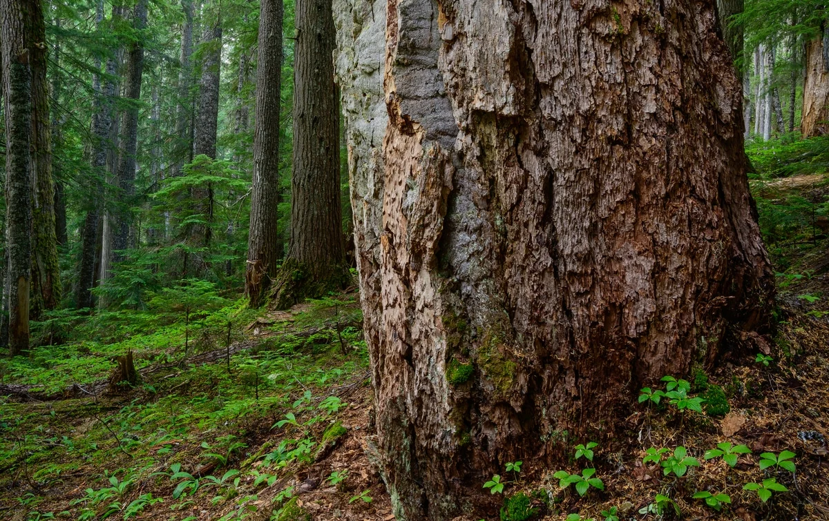 What Makes Douglas Fir Special in Aromatherapy?